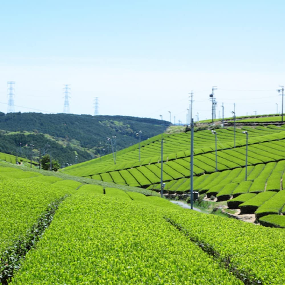 Akabori Store Gold Award Deep Steamed First Picked Tea 100G