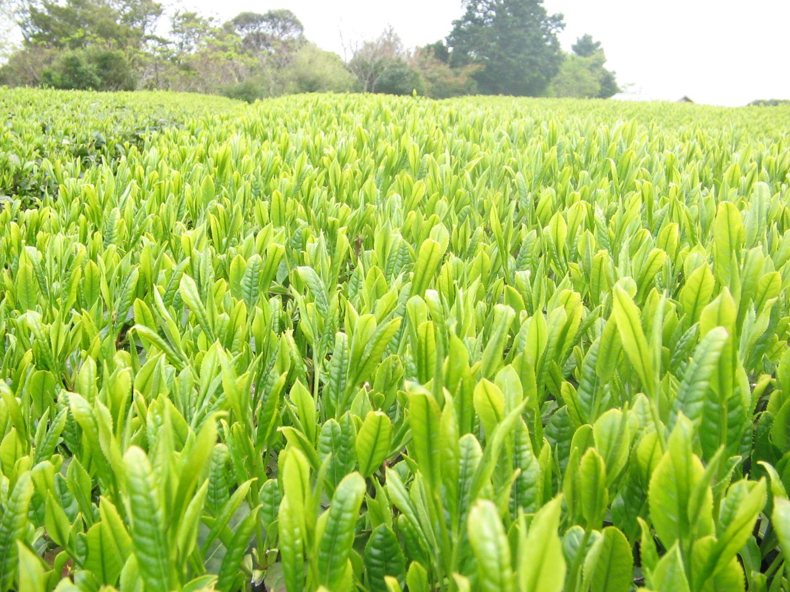 Akabori Store Gold Award Winning Deep Steamed Tea First Picked 100G Akahori
