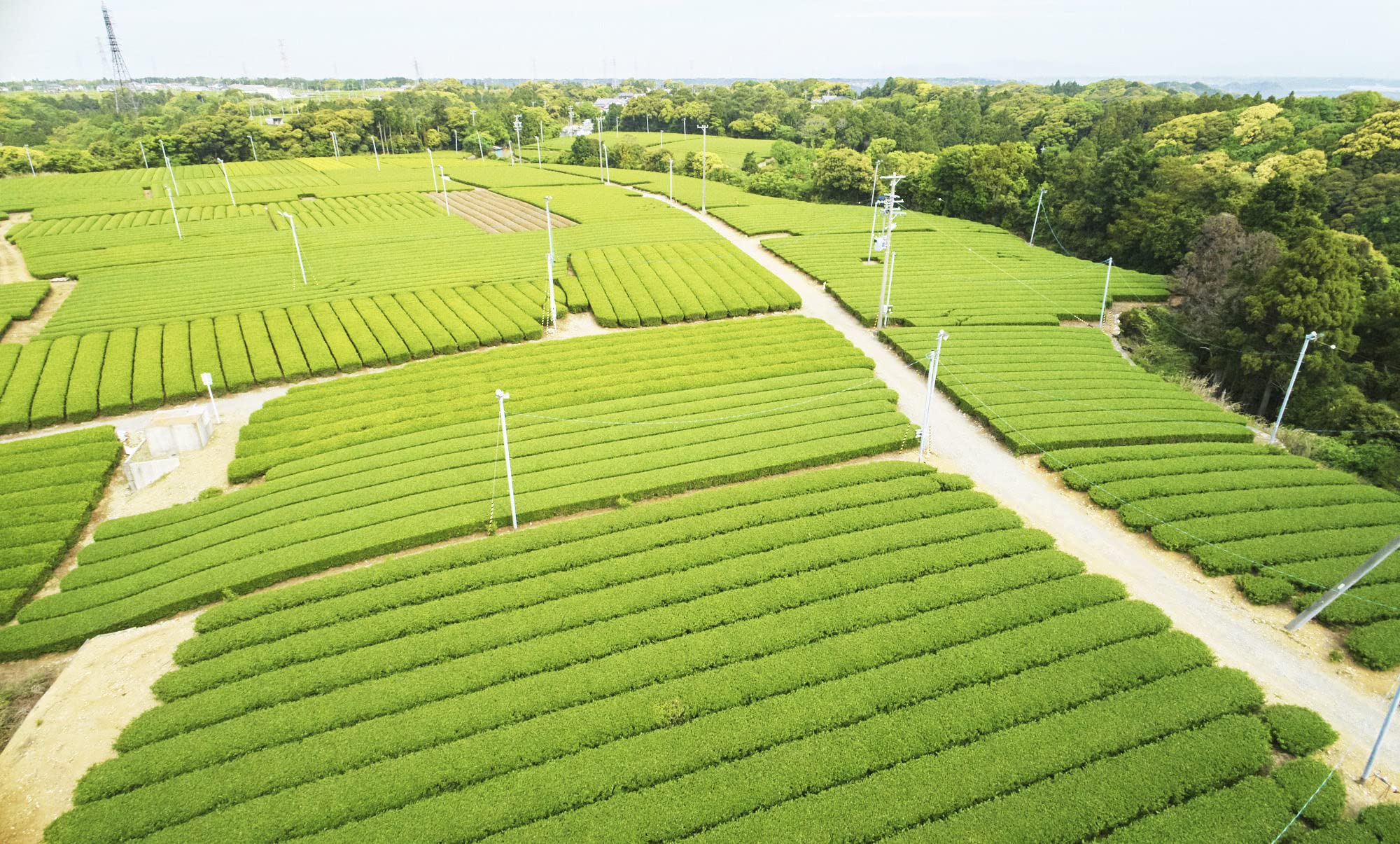 Kaneju Farm Kanejubocha Bag 80G Premium Japanese Squash Tea