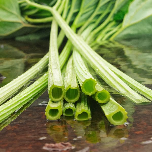 Shiro Lauan Blush Lotion 120 Ml Hydrating Skincare Solution