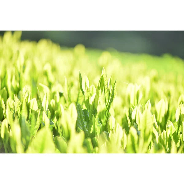 Jas Organic Cultivated Tea Rye Hanoi 100g