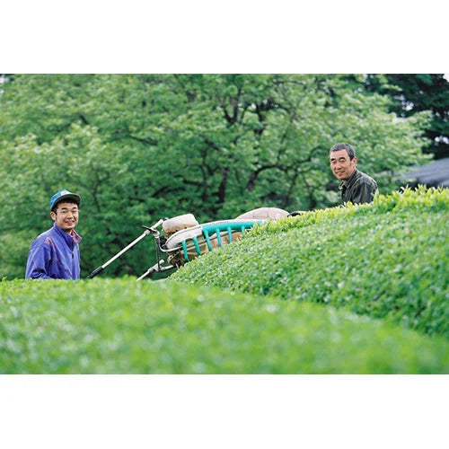 Bio Marche Organic Roasted Tea 2g x 40 Bags - JAS-Certified Organic Tea From Japan