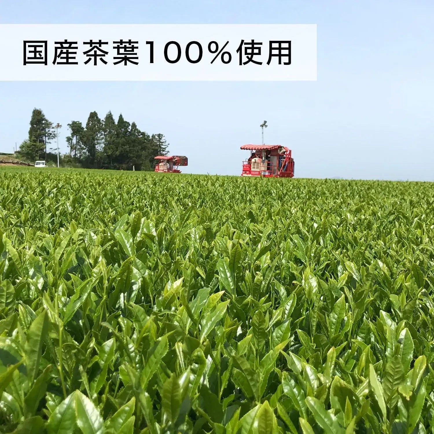 Oi Ocha Brown Rice Matcha Tea 3.5 oz Made with 100% Japanese Leaves