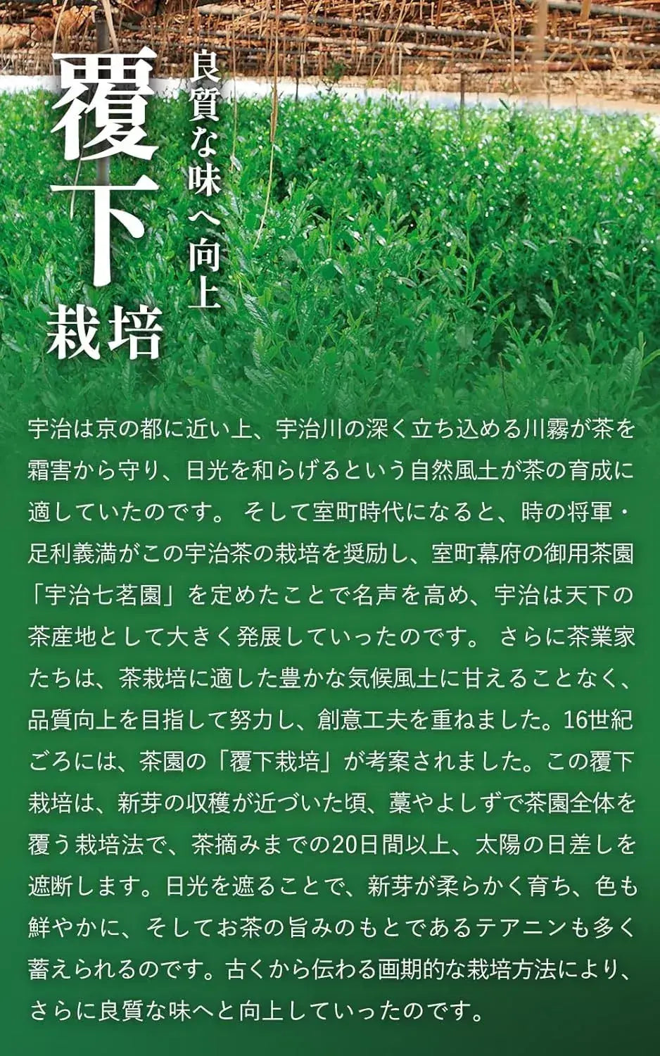 Ujitawara Seichajo Uji Matcha Kyoto no Hana Canned Matcha