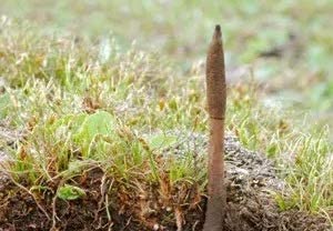 Organic Cordyceps Sinensis Granule Powder 50g - Improve Overall Health