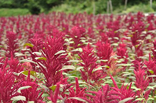 Honzo Pharmaceutical Amaranthus 100G From Japan