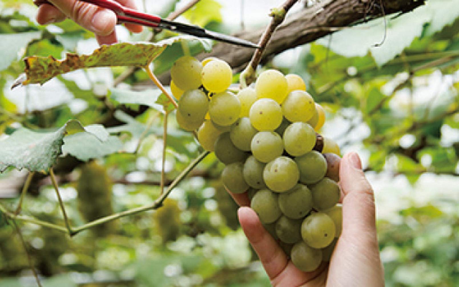 Muji Clear Care Cream 45G - Intense Hydrating Formula