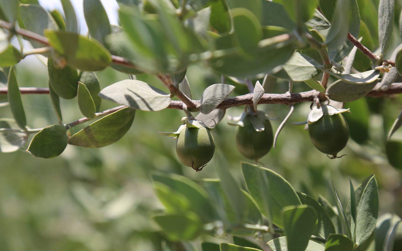 Muji Jojoba Oil 50Ml