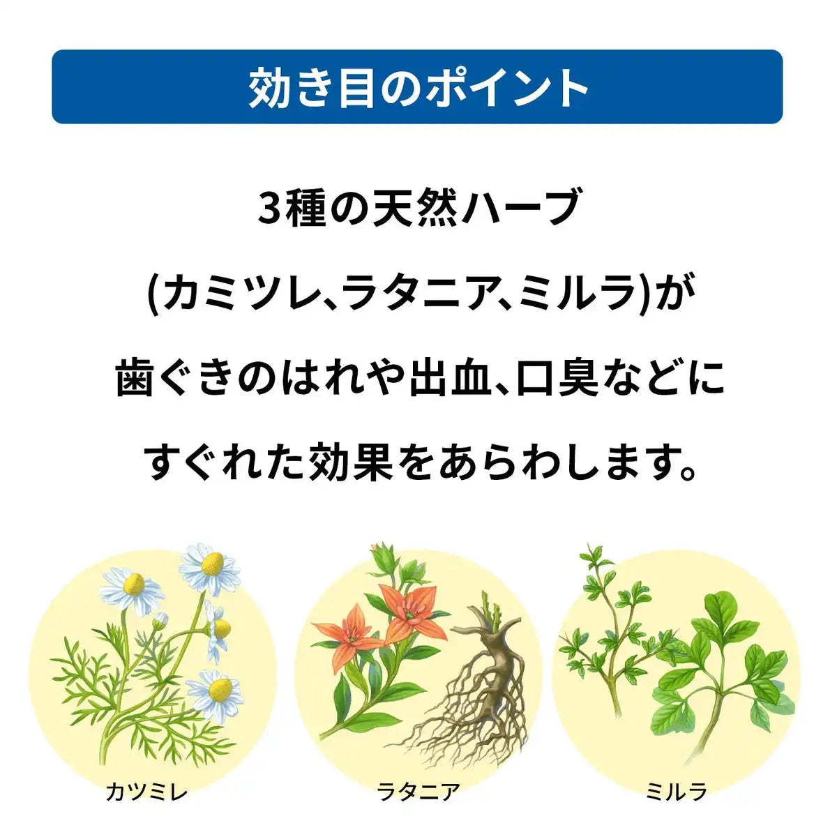 Assessment Aces L 160G [Third Drug Class] For Japan