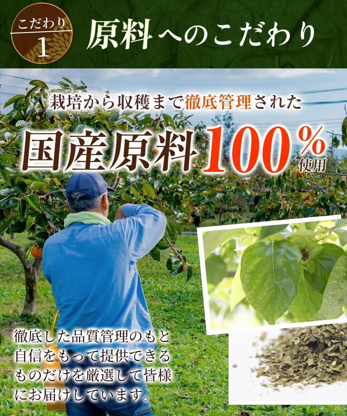 Honjien Tea Persimmon Leaf Tea 3g x 30 Bags - Non-Caffeine Tea - Pesticide Residue Testing