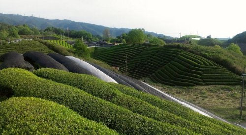 播磨園有機綠茶即溶綠茶粉 40 克優質抹茶