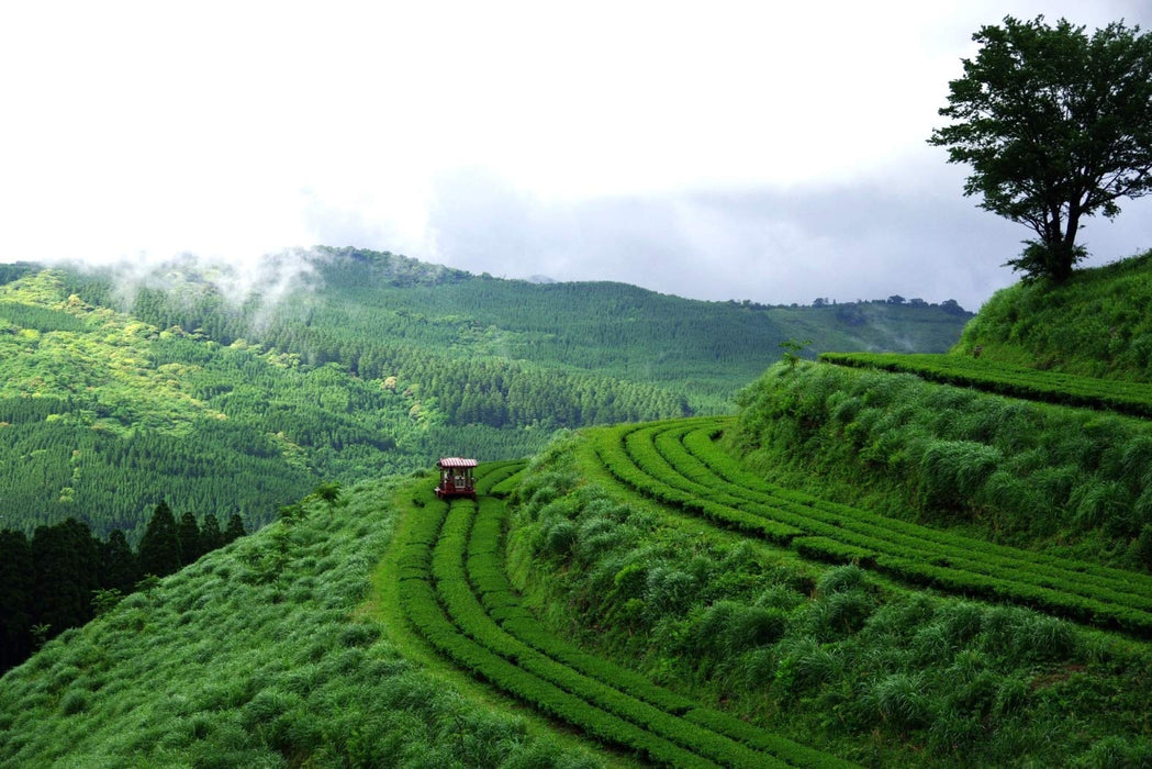 Iwada Tea Making Premium Deep Steamed Igeta Tea 100G from Kitago Tea Garden