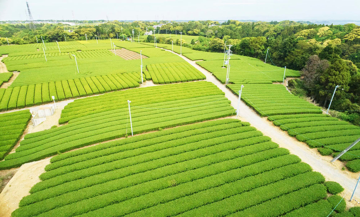 金寿农场玄米茶 100G 罐装优质日本绿茶