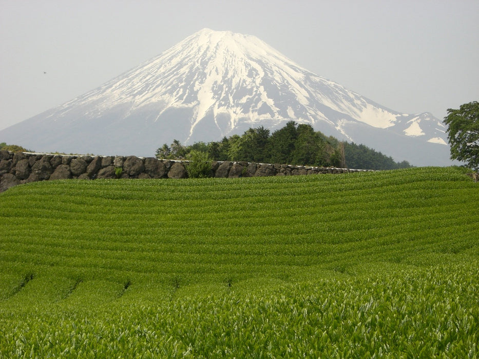 Oigawa Tea Farm Shizuoka Sencha Densho Wakaba New Tea 100G