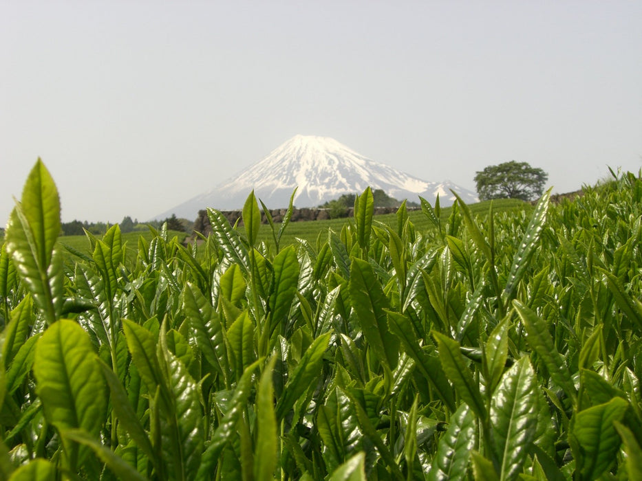 大井川茶园静冈煎茶电商若叶新茶 100G