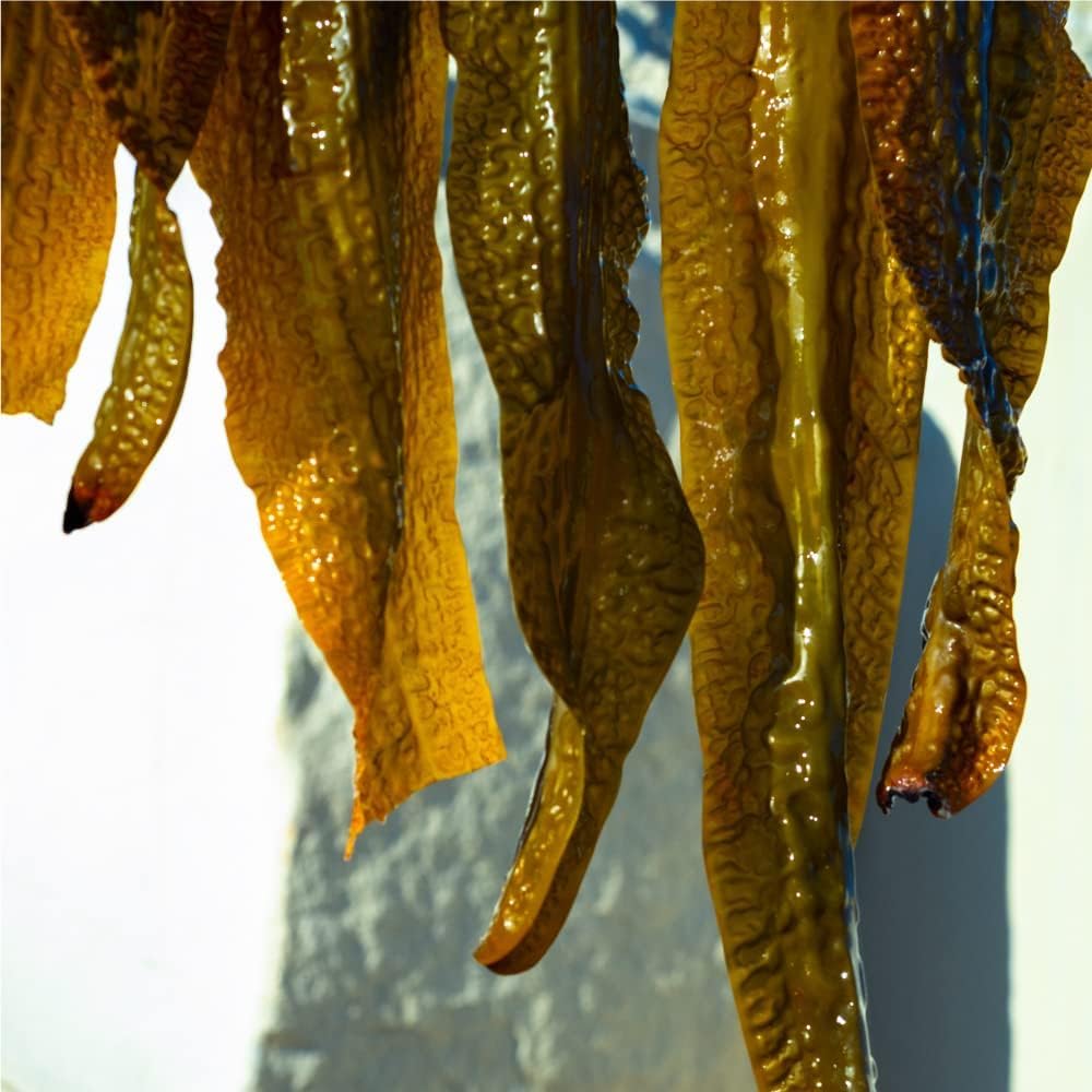 Shiro Gagome Kelp Face Cream 45G Natural Hydration Skincare