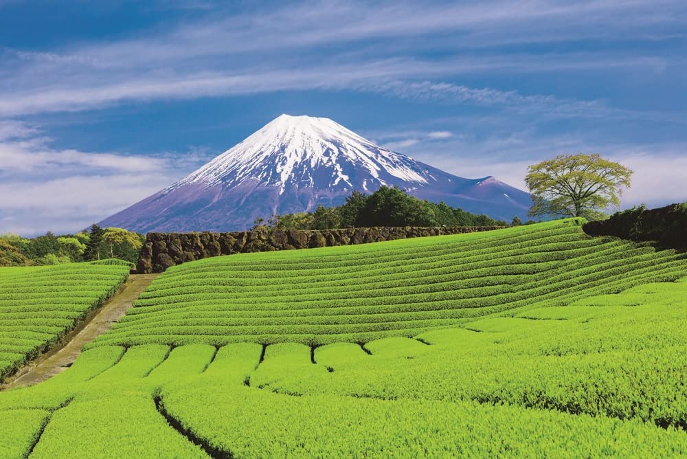 茶 Maruyuki 新鮮靜岡秋峰綠茶 100g 濃郁香氣優質