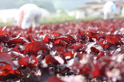 Yano Someone Umeboshi 500g Sour Japanese Pickled Plums