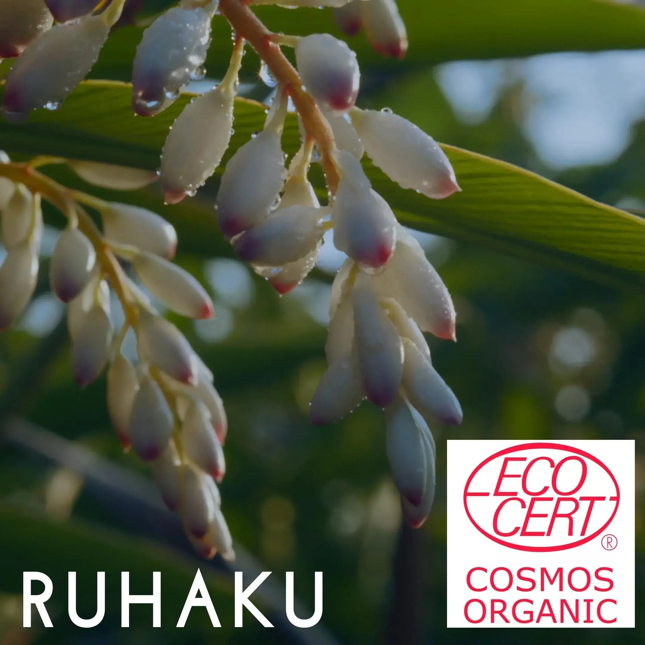 Ruhaku Shell Ginger Moist Cream S 30g