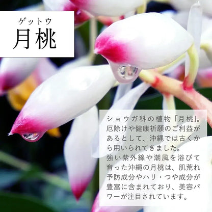RUHAKU Shell Ginger Night Repair Oil S 17ml