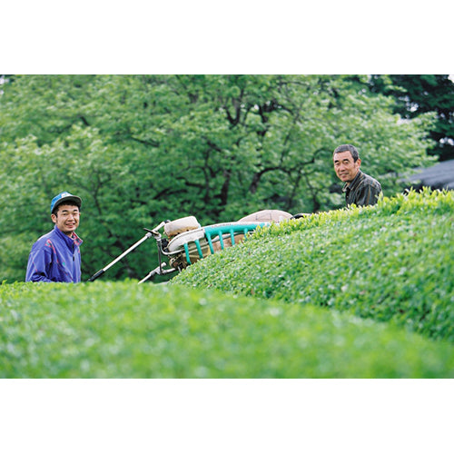 Biomarket Organic Roasted Bancha Tea Bag 2g x 40 Pieces Japan With Love 1