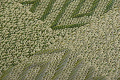 Ikehiko Corporation Rush Zabuton 2-Piece Set Made In Japan Woven Chidori 5 Styles Green 55X55Cm #3127960