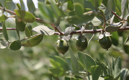 Muji Jojoba Oil 200ml - Japanese Jojoba Oil Brands - Moisturizing Cosmetics