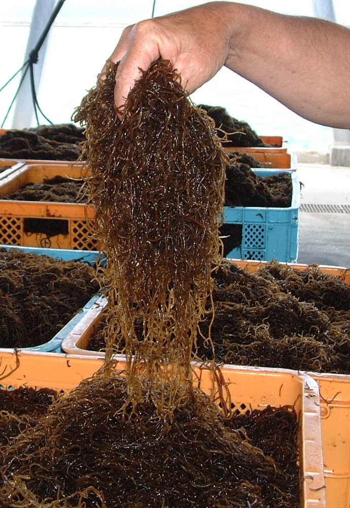 Kanehide Bio Okinawa Fucoidan 295mg x 180 Tablets - Japan Minerals Heath Supplement