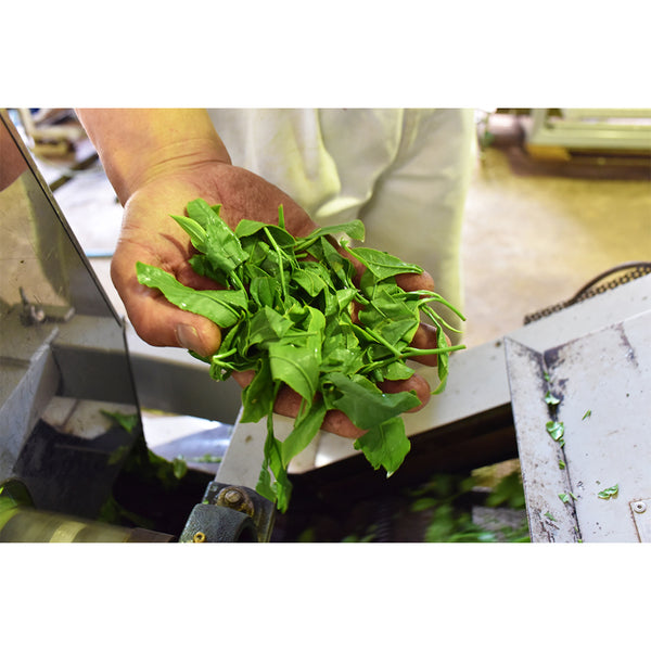 Jas Organic Cultivated Tea Rye Hanoi 100g